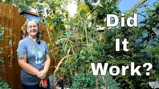 Three Sisters Garden Bed Results!