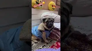 Cuteness Overloaded 🥰&hearts;️🎀 #shorts #trending #love #pug #pets #dog #youtubeshorts #foryou #viral