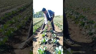 Raised Bed Me Flower Gobi Ki Jabardast Kheti 🔥#shorts#viral#ytshorts#trending#farming