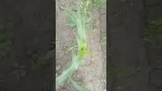 Dk-7024 , shoot fly Attack on MAIZE Crop#farming #agriculture #village #seed#ik