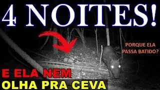 INICIANTES | Quantos Dias Devo Esperar Pra Olhar a Ceva de Paca?