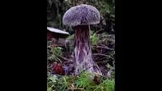 A Look Into the World of Mushrooming, with Fungus Federation of Santa Cruz