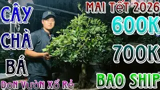 🌈17/1☎️0866459094(NAM)🔥Thanh lý dọn vườn xả rẻ lô mai ghép 2 mùa nút nụ chuẩn tết 2026 giá siêu rẻ