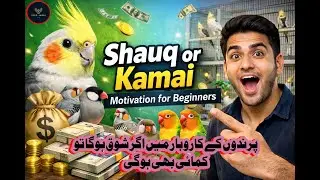 How I Started Earning from Birds | Shauq or Kamai | Motivation | How to Earn from Birds #pets#birds