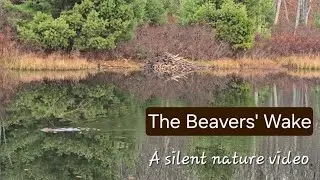 The Beavers' Wake, Silent observations on a cool autumn morning in The Pocono Mountains