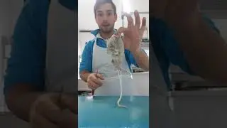 come pulire la seppia