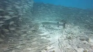 Hungry barracuda swims into bait ball Bonaire