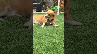 Oliver with a rawhide treat