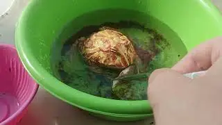 Clean up my pet tank │feeding pacman frog, milipedes and tutel :)