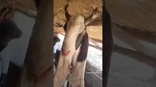 Sindhi goat #gulabi #ablak #ablakgoats #pateri