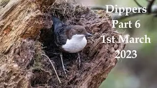 Dippers Part 6   1st March 2023