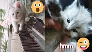 baby cat_ how cute cat#short#ytshort#viral#real#video#ICSTV24