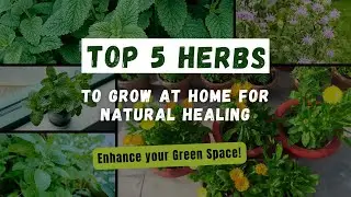 Top 5 Medicinal Herbs to Grow at Home for Natural Healing