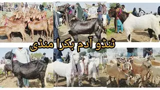 Tando Adam bakra mandi New Last Today  Update  Date 1 10 2025
