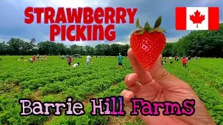 Strawberry Picking #Barrie Hill Farms
