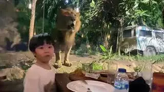 Bali Night Safari - Singa menjadi temanmu ❤️