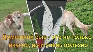 Домашний сыр из козьего молока
