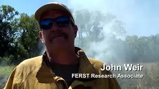 Invasion of the Red Cedar