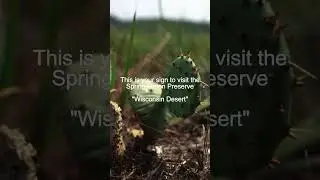 The 