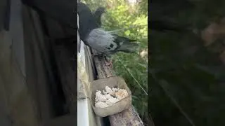 Кептер #кептер #голуб #голуби #shorts #short #pigeon #birds #bird #कबूतर #鳩 #güvercin #kabutar #비둘기