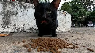 The black cat has one eye