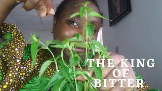 ANDROGRAPHIS PANICULATA IS THE KING OF BITTERS FOR HEALTH AND WELLNESS| Benefits Of King Of Bitters