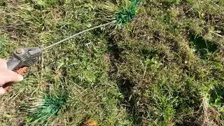 69- Rats Tail Grass killing the plant in pastures 2. 10. 2022