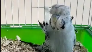 cute birds song