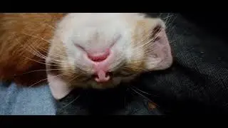 Tiny orange cat  sleeping in Strange positions,Deep sleep ,Milk effect😀