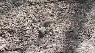 Белочка