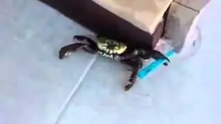 Crap and chef knife