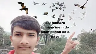 Mini zoo mein new pigeon aage