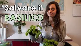 Il BASILICO - Come salvarlo 🌱