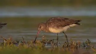 Zarapito pico recto (Limosa haemastica )
