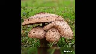 Natuurgebied Heumensoord