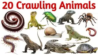 रेंगने वाले जानवरों के नाम सीखें | Learn 20 Crawling Animals Names for Kids English Learning Video