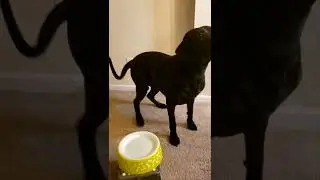 Great Dane Prayes Before Eating Snack. #Greatdane #Kong #Petsmart #DoggyDelirious