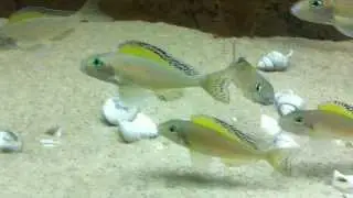 Xenotilapia spilopterus Mabilibili group - PISCES