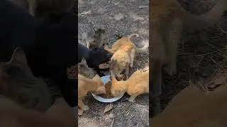 Peaceful Lunchtime with My Pets | Gentle Play & Happy Puppies #pawandhoofmoments #rabbit #kitten