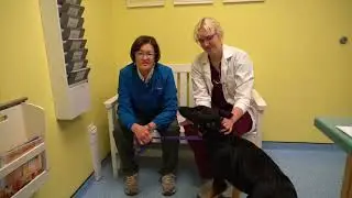 German Shepherd Health Risks