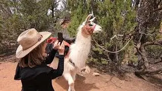 2022 Capitol Reef Resort - Llama Hike