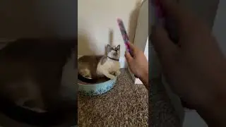 Flinch test on my cat! Did she flinch? #cat #cute #viralvideo #shorts #fyp