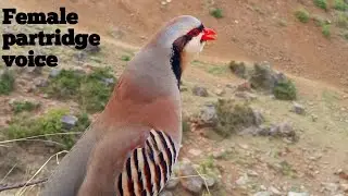 National Bird of Pakistan Chukar sound||Chakor ki awaz||Звуки самки чукара