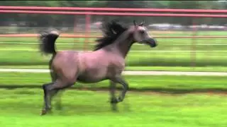 2012 Arabian Breeders World Cup Top Five Filly - Uma WP (Bahir MFS x Thee Diva WP)