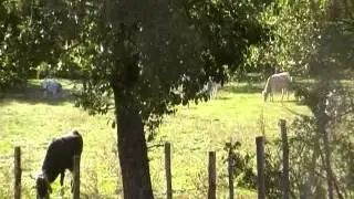 La Sila....   quanti funghi!! da MicheleExpert-Cropalati CS