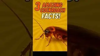 3 Amazing Cockroach Facts! #animals #animalkingdom #interestingfacts