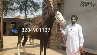Sale Kali Chambi Ghodi Hight 62 Age 6 Year