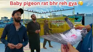 Baby pigeon rat bhar reh gya 😢 | Dar pigeons club |