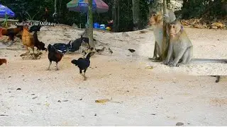 Poor group monkey jealous with Group Chickens eat food, Lucas jealous with Chicken