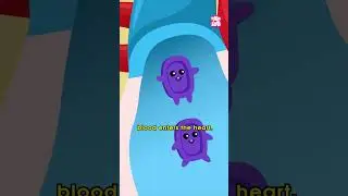 How Our Heart Works? | World Heart Day 2023 #shorts #peekabookidz #worldheartday #drbinocsshow